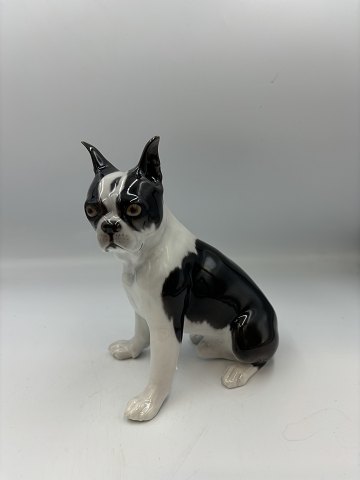 Bing og Grøndahl  Boston Terrier