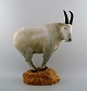 Rare B&G/Bing & Grondahl large muflon / wild sheep, figure in stoneware.
Kuno Norvark (1913-1989)