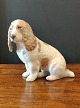 Royal Copenhagen cocker spaniel nr 3116. marked 1. 13 x12 cm