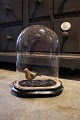 Dekorativ , gammel oval fransk glas Dome / Globe 
på sort træ bund til udstilling. H:30cm...