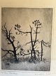 Ole Buus Larsen præsenterer: Radering af Kai Vilhelm de Fine-Licht 1928 - Fra Hals Plantage.
