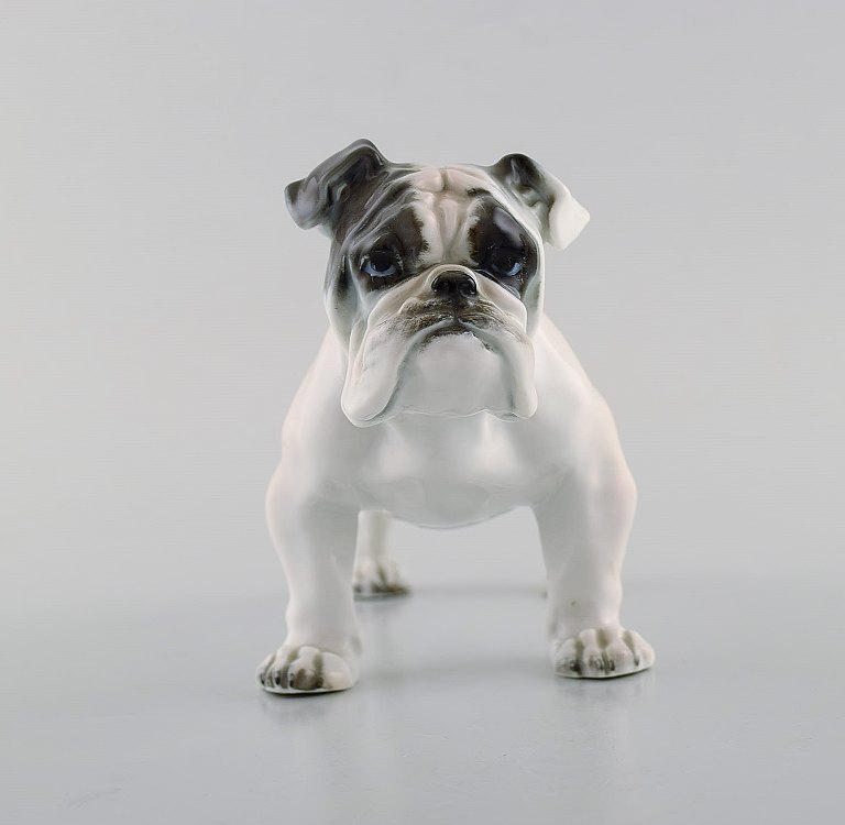 Rosenthal engelsk bulldog i håndmalet porcelæn. 1950